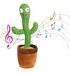 Cactus bailarín QDS by Importadora Elizalde SpA